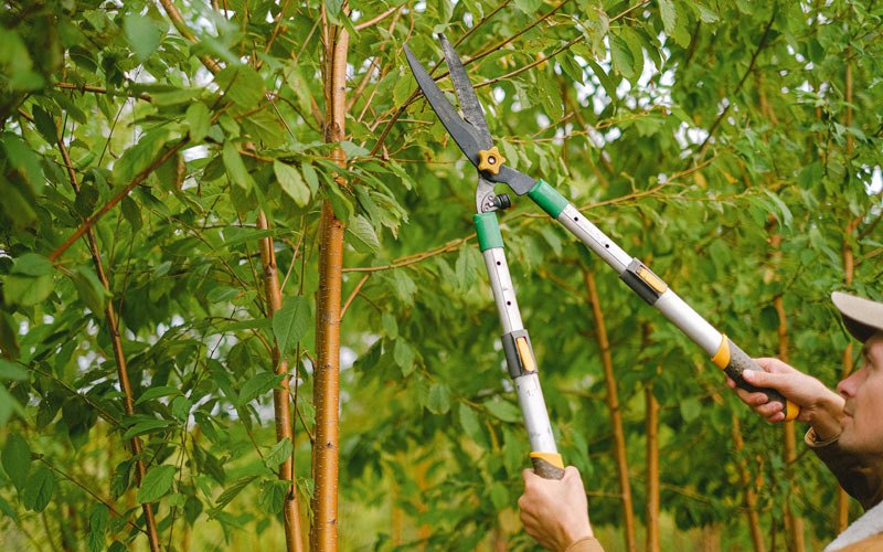Tree trimming in New London, IA