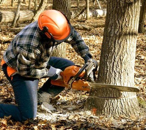 Tree Removal in New London, IA